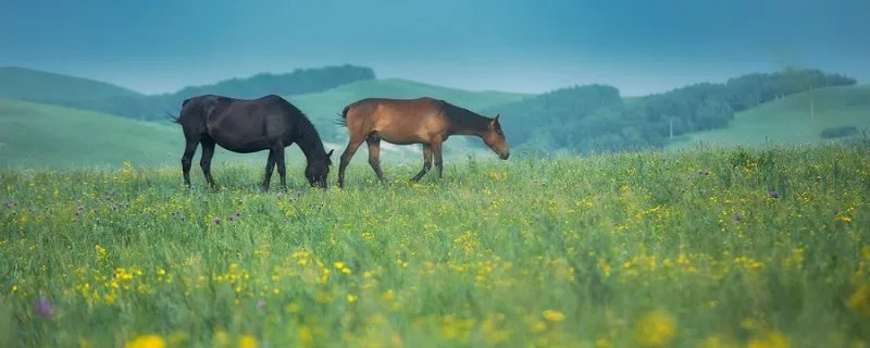 马是怎么睡觉的 马是怎么睡觉的站着还是躺着