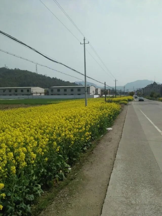 绍兴的梯田油菜花开了吗？好看吗？