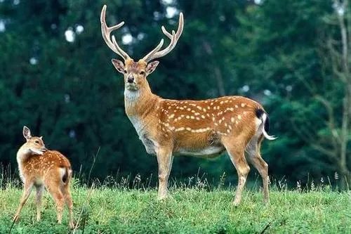 武大网红狐狸下山觅食,其他高校都有哪些网红动物?