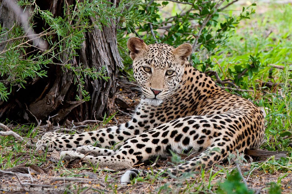 桑给巴尔豹有多大多厉害长得太狰狞了图 还好灭绝了不然人类惨了