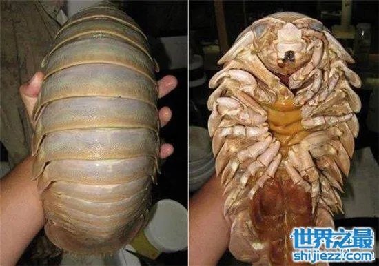 巨型木虱能长到手掌大小，是一种很难见的物种 