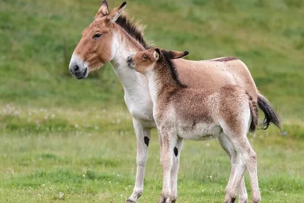属马人2020年下半年运势如何 属马人2020下半年运势大全