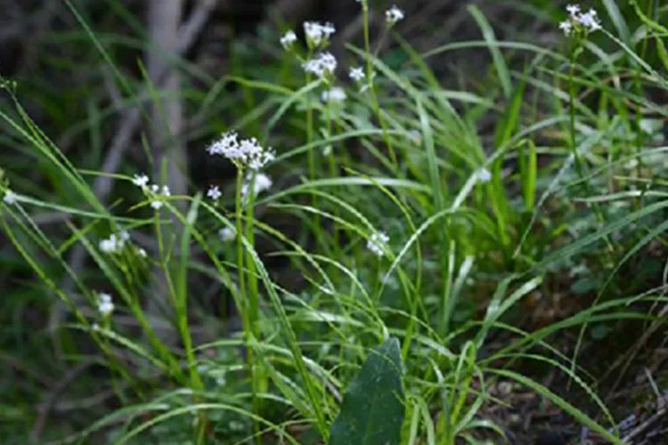 香毛草图片功效与作用