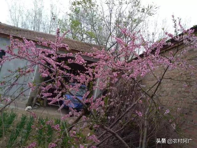 美国农村人会像中国部分农村人一样向往城市吗？