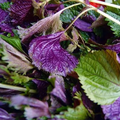 碧生源减肥茶有效果吗