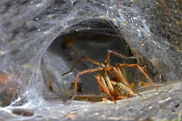 世界上十大最恐怖的动物 巨型等足虫易引起不适浑身发毛