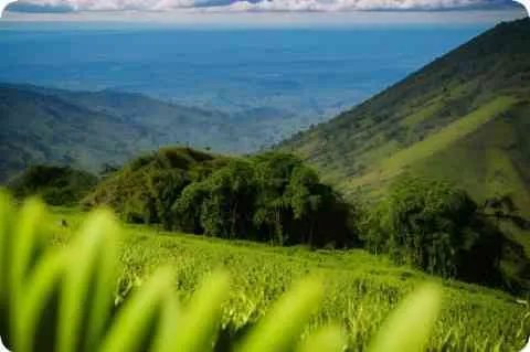 晋国苦盗文言文翻译