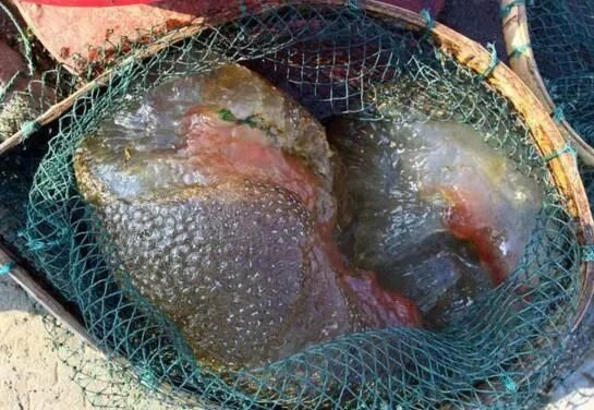 左海湖水怪是什么动物生物 像果冻全身布满血丝