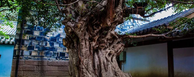 降龙木是什么木 降龙木是什么木头