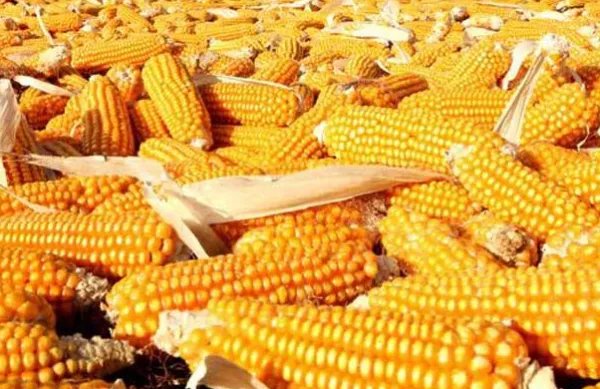 全球食品价格连续第三个月上涨？