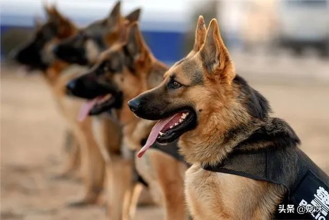 2019年德国牧羊犬幼犬价格多少钱？为什么？如何养？