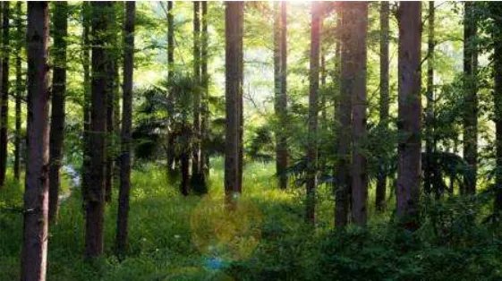 新森林法将实施有什么变化？取消木材运输许可