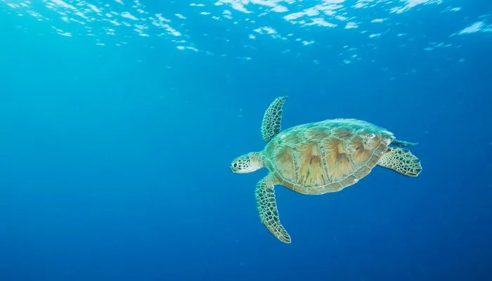 世界上体型最大的海龟是什么龟