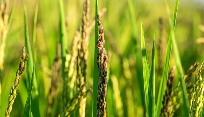 2021大家都开始囤粮的吗 2021年需要囤积粮食吗