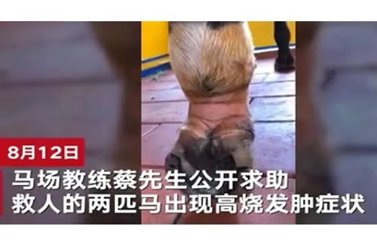 有人将择良驹赠英雄马马主 马儿下海救人不幸逝世后续来了