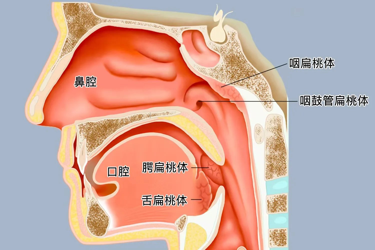 咽扁桃体和腭扁桃体位置