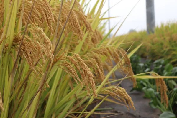 重庆2米高巨型水稻丰收了，这件事有什么意义？