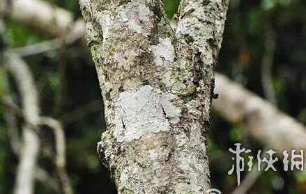 巨蛇伪装成莲蓬头吓死宝宝了！动物界的15大