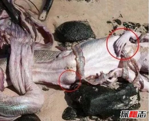 美人鱼的图片大全，美人鱼真身吓人图片(胆小勿入)