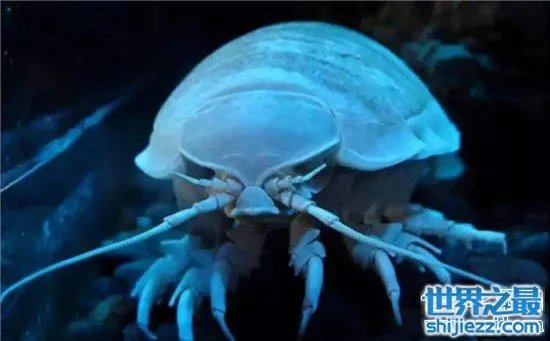 巨型木虱能长到手掌大小，是一种很难见的物种 