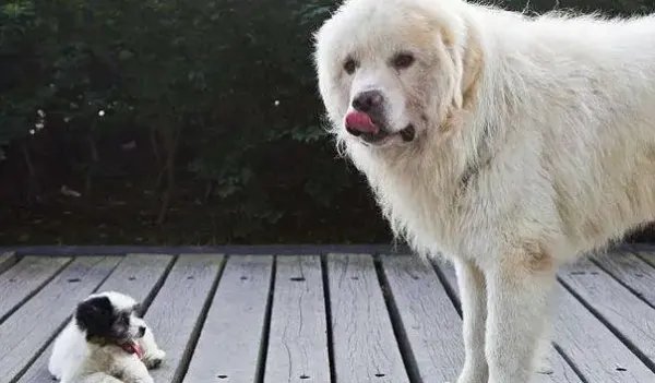 小狗挑衅大狗，男子踹大狗致老人摔倒，男子的行为有何不妥呢？