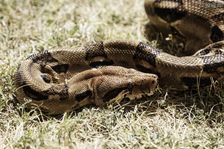 多警种联动捞蛇 眼镜王蛇掉入树洞计划冬眠