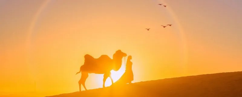 沙漠之舟是什么动物 沙漠之舟是什么动物名称