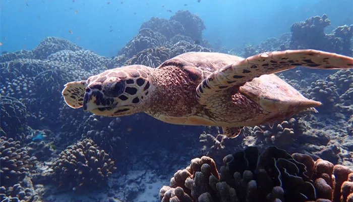 世界上体型最大的海龟是什么龟 世界上体型最大的海龟是什么品种