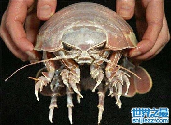 巨型木虱能长到手掌大小，是一种很难见的物种 