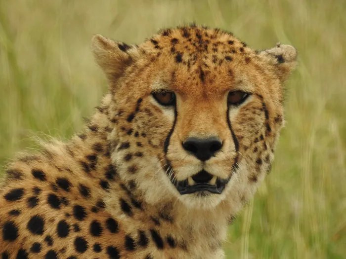 桑给巴尔豹有多大多厉害长得太狰狞了图 还好灭绝了不然人类惨了