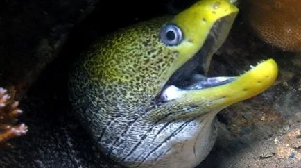 波纹裸胸鳝分布在哪些地区？它有怎样的生活习性与特征？