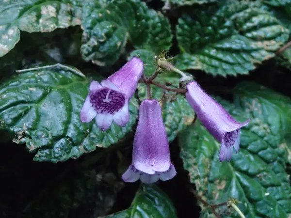 你如何看待云南蒙自天坑发现百年未见极危物种这件事？