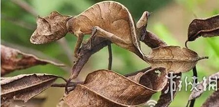 巨蛇伪装成莲蓬头吓死宝宝了！动物界的15大