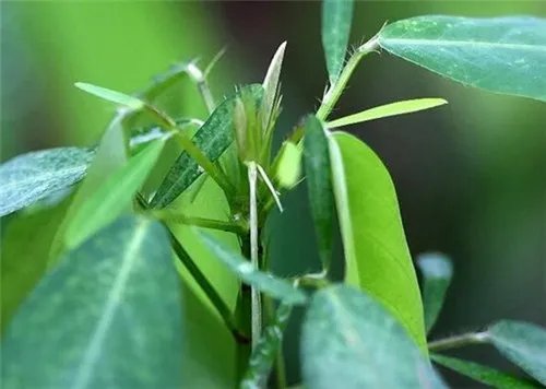 跳舞草图片大全 跳舞草会跳舞的原因解析