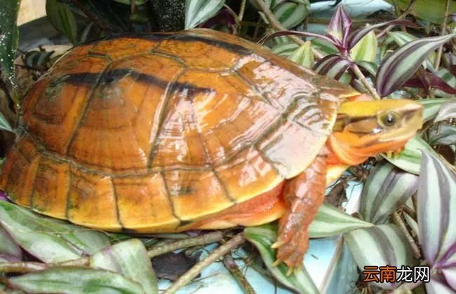 金钱龟孵化技术