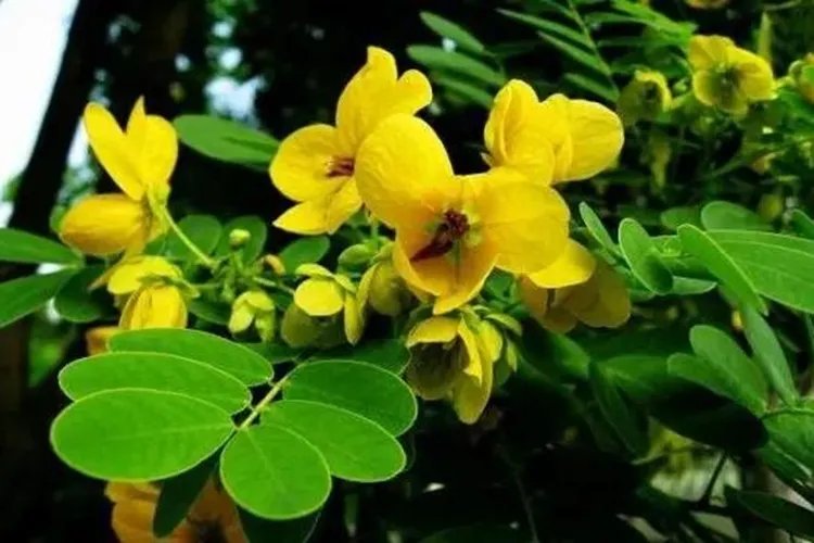 润肠通便的中草药植物图片