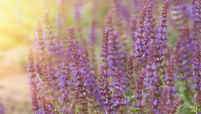 薰衣草的产地 薰衣草的产地是哪里