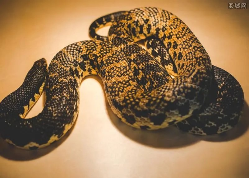 村民从巨蟒口中拉出山羊 蟒蛇腹部惊现山羊角轮廓