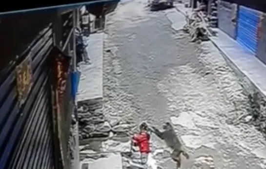 重庆一女童玩耍时被野猴拖走，野猴子的攻击力有多强？