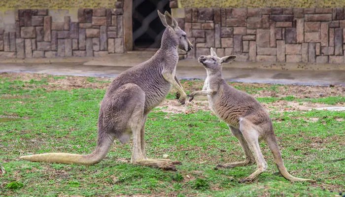 袋鼠是左撇子还是右撇子 一般袋鼠是左撇子还是右撇子