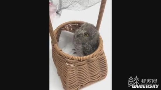 猫头鹰一家在南京相继热中暑 被救后送至动物园