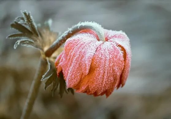 2020年冬天会特别冷是真的吗 2020冬天会比往年冷吗