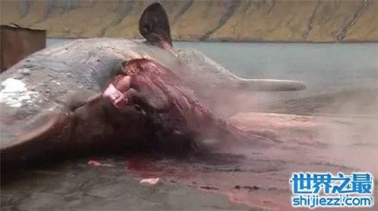 巨头鲸爆炸毫无预兆，居然在死后尸体自然爆炸 