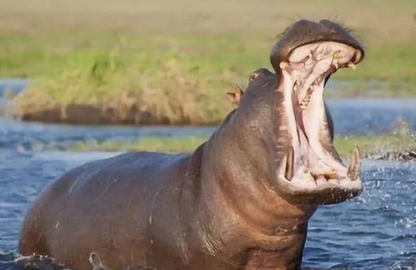 世界十大最高的哺乳动物排名 河马仅第十,长颈鹿