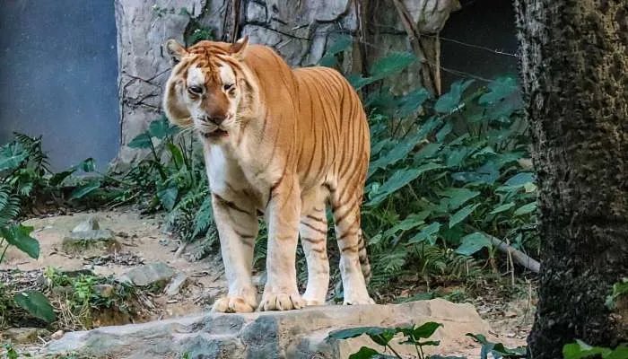 2010年属虎人一生的命运 2010年属虎人一生运气怎么样