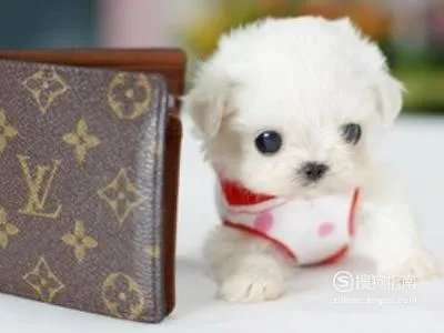 茶杯狗好养吗,饲养茶杯犬的经验