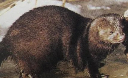 亚欧水貂有着怎样的经济价值?它们为何会最终灭绝了?