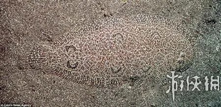 巨蛇伪装成莲蓬头吓死宝宝了！动物界的15大