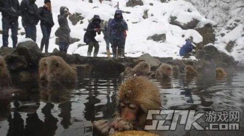 日本猴子边泡温泉边玩手机 网友笑称活得不如猴