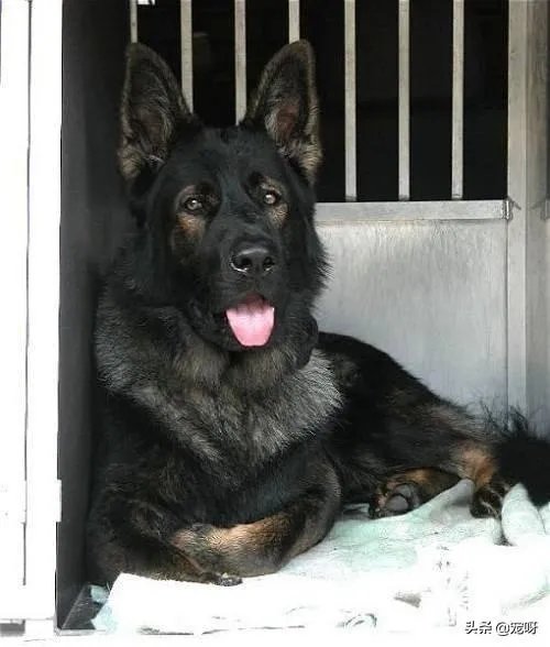 2019年德国牧羊犬幼犬价格多少钱？为什么？如何养？